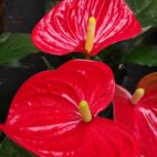 anthurium-rossa