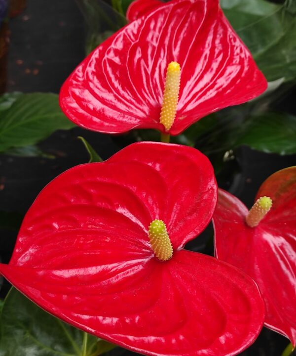 anthurium-rossa