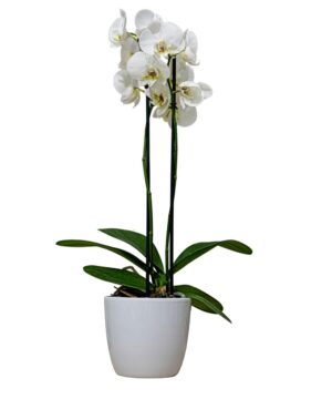 Orchidea Phalaenopsis bianco e rosa, elegante pianta con fiori delicati, altezza 60/70 cm, ideale per decorare ambienti interni