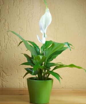 Pianta Spathiphyllum con foglie verdi lucide e fiori bianchi, ideale per purificare l'aria e decorare ambienti interni.