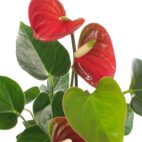 Pianta Anthurium rosso con fiori a forma di cuore e foglie verdi lucide, ideale per decorare ambienti interni con eleganza tropicale