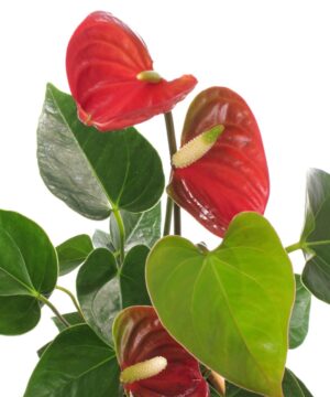 Pianta Anthurium rosso con fiori a forma di cuore e foglie verdi lucide, ideale per decorare ambienti interni con eleganza tropicale