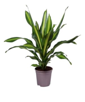 Pianta Dracena 90 cm con foglie verdi, ideale per decorare ambienti interni e migliorare la qualità dell'aria.