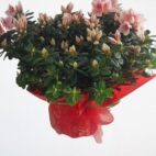Azalea in fiore rosa in vaso – pianta ornamentale per giardino o interno piante di azalee