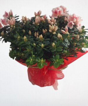 Azalea in fiore rosa in vaso – pianta ornamentale per giardino o interno piante di azalee