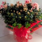 azalee-fiori-festa-della-mamma
