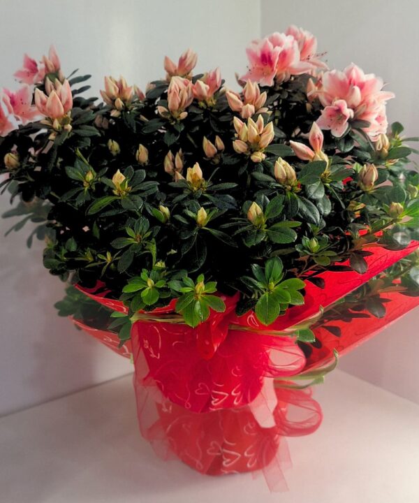 azalee-fiori-festa-della-mamma