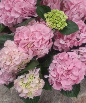 Pianta di ortensia in fiore in vaso – fiori rosa e foglie verdi